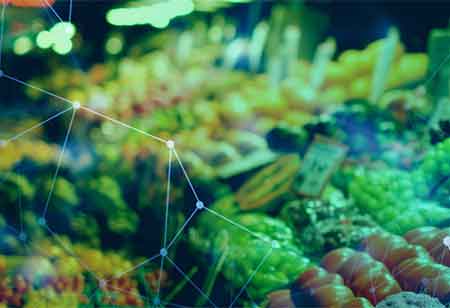 Discover How Pea Protein Fuels Muscle Development